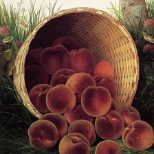 Cross stitch pattern: #2037489