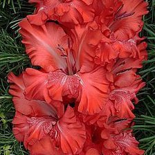 Cross stitch pattern: #2037594