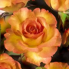 Cross stitch pattern: #2045038