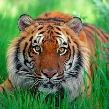 Cross stitch pattern: #2045303