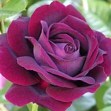 Cross stitch pattern: #2046097