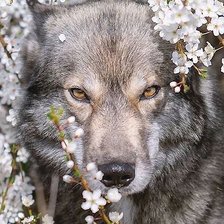 Cross stitch pattern: #2048721