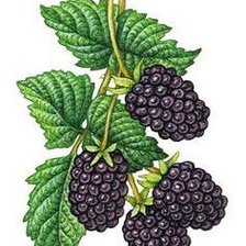 Cross stitch pattern: #2050283