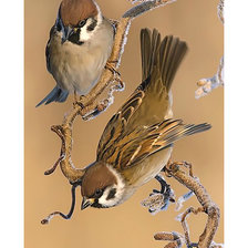 Cross stitch pattern: #2051951