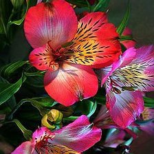 Cross stitch pattern: #2053949