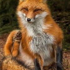 Cross stitch pattern: #2054052