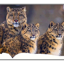 Cross stitch pattern: #2056046