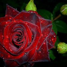 Cross stitch pattern: #2056839