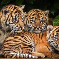 Cross stitch pattern: #2057389