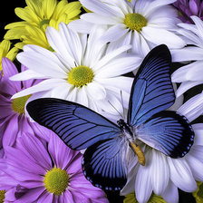 Cross stitch pattern: #2058177