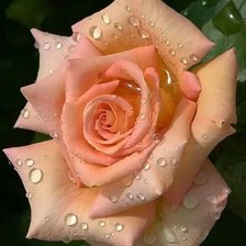 Cross stitch pattern: #2058745