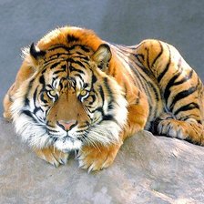 Cross stitch pattern: #2060313