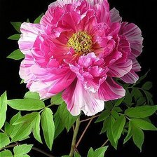 Cross stitch pattern: #2061078