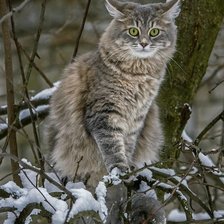 Cross stitch pattern: #2061376