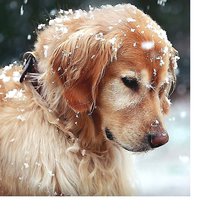 Cross stitch pattern: #2063773