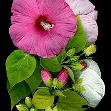 Cross stitch pattern: #2064523