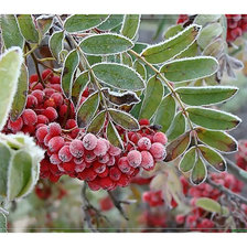 Cross stitch pattern: #2064778