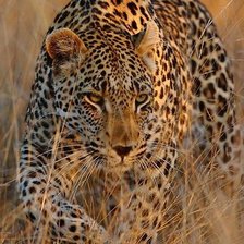 Cross stitch pattern: #2065156