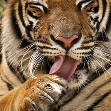 Cross stitch pattern: #2065159