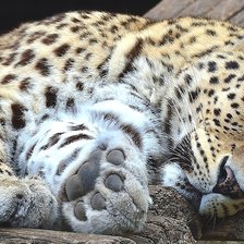 Cross stitch pattern: #2065292