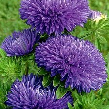 Cross stitch pattern: #2068074