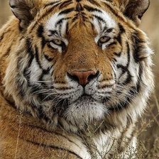 Cross stitch pattern: #2068176