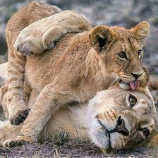 Cross stitch pattern: #2068195