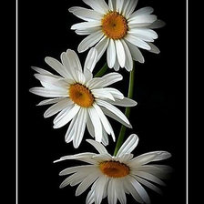 Cross stitch pattern: #2068248