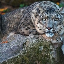 Cross stitch pattern: #2068677