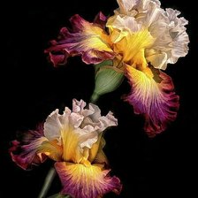 Cross stitch pattern: #2070694