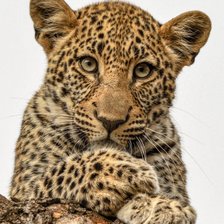 Cross stitch pattern: #2073060