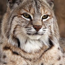 Cross stitch pattern: #2073644