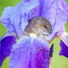 Cross stitch pattern: #2075331