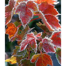 Cross stitch pattern: #2077961