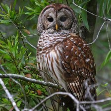 Cross stitch pattern: #2079530