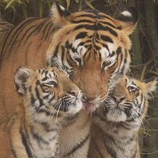 Cross stitch pattern: #2080626