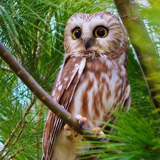 Cross stitch pattern: #2082243