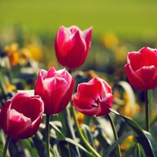 Cross stitch pattern: #2087071