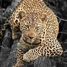 Cross stitch pattern: #2090229