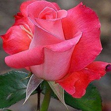 Cross stitch pattern: #2091878