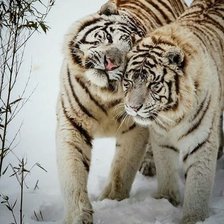 Cross stitch pattern: #2092984