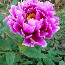 Cross stitch pattern: #2094427