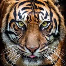 Cross stitch pattern: #2094895