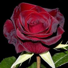 Cross stitch pattern: #2098038