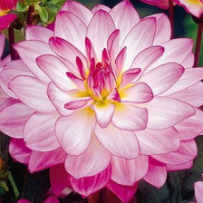 Cross stitch pattern: #2099089