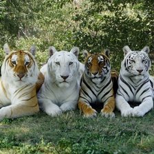 Cross stitch pattern: #2099135