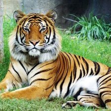 Cross stitch pattern: #2100461