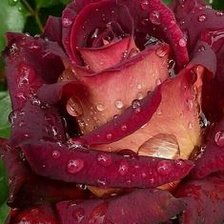 Cross stitch pattern: #2100558