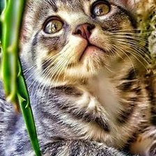 Cross stitch pattern: #2100568