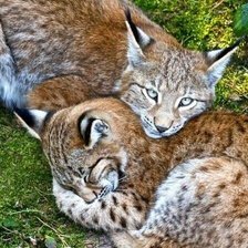 Cross stitch pattern: #2100623